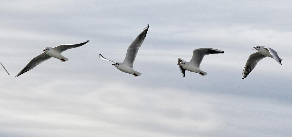 birds flying