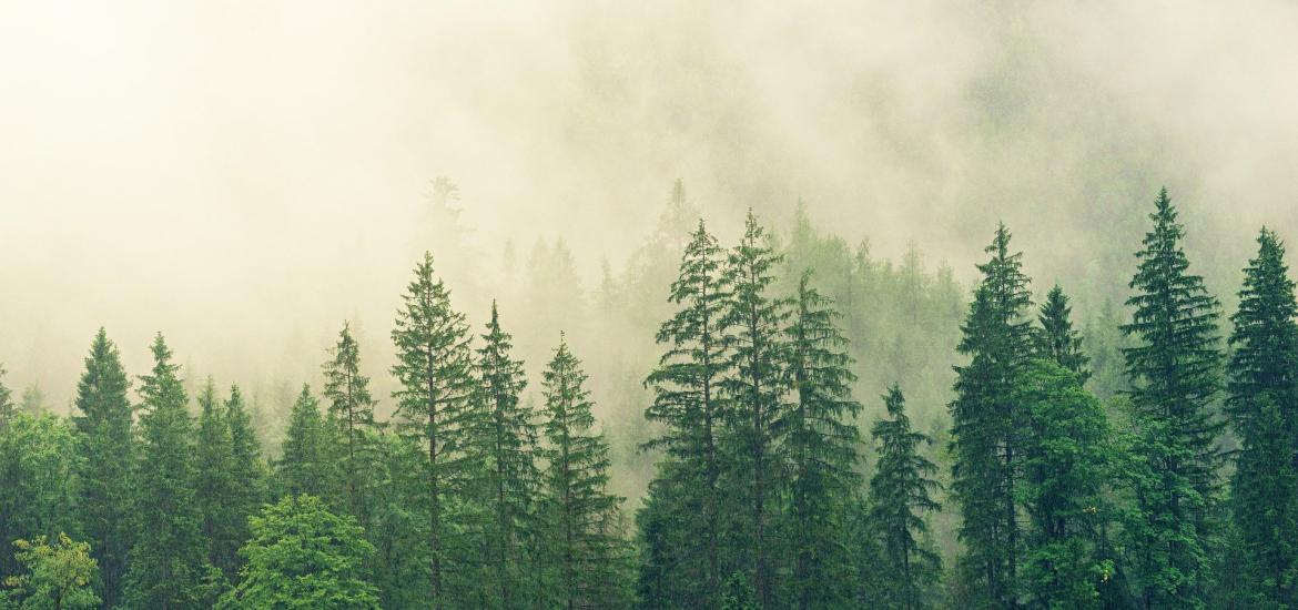 Pine trees with fog