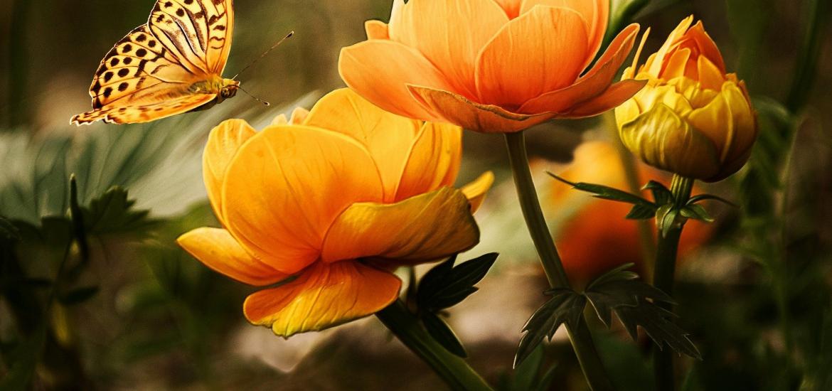 orange butterfly landing on an orange flower